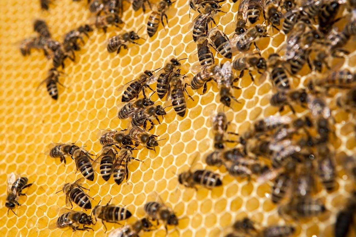 Die Bie­ne als Sinn­bild für nach­hal­ti­ges Enga­ge­ment in Unternehmen