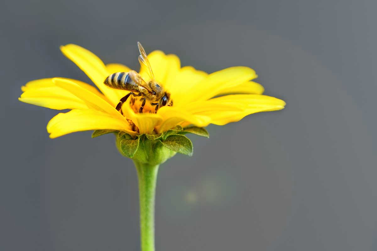 War­um sind Bie­nen so wich­tig für Unternehmen?